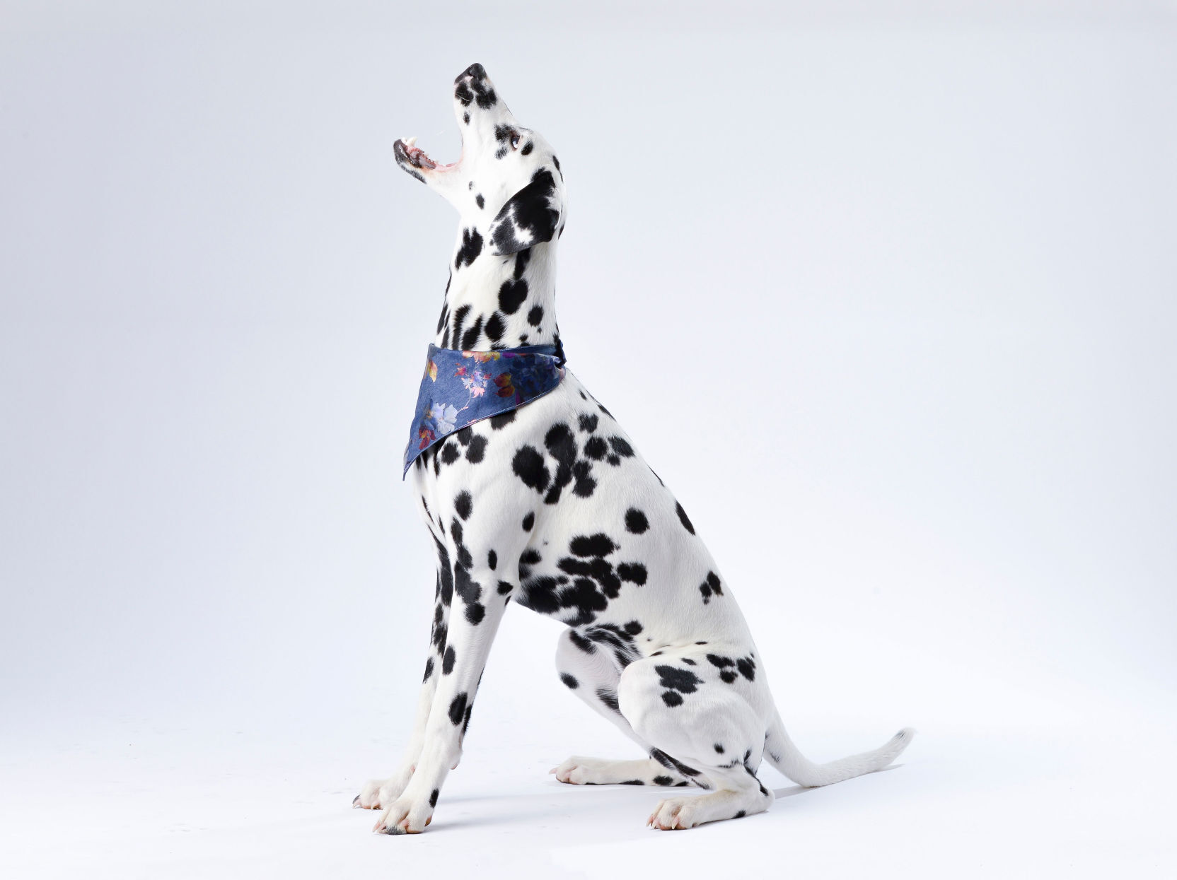 Dalmatian